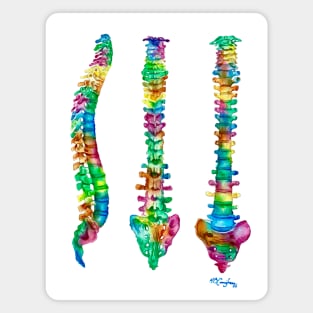 Spine Anatomy 3 Views Magnet